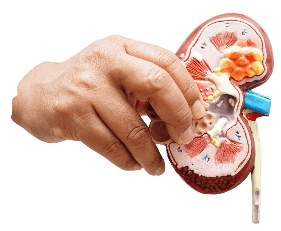 Urología